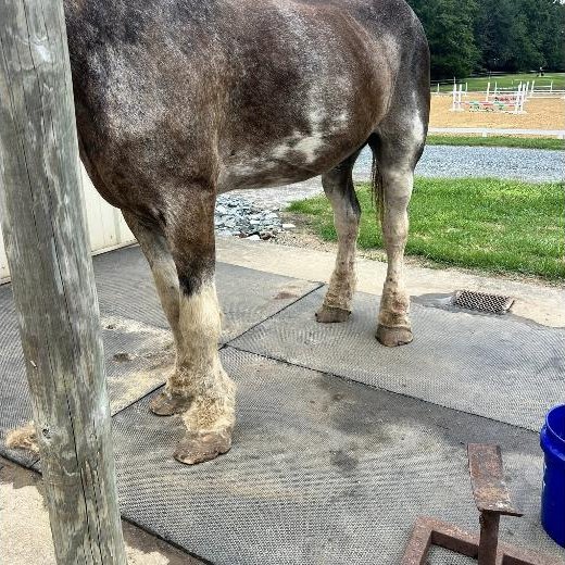 A draft horse standing for the farrier