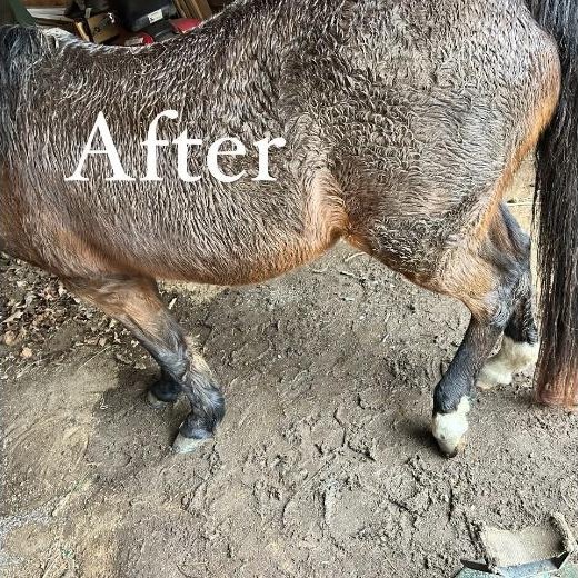 The same horse standing square after trimming
