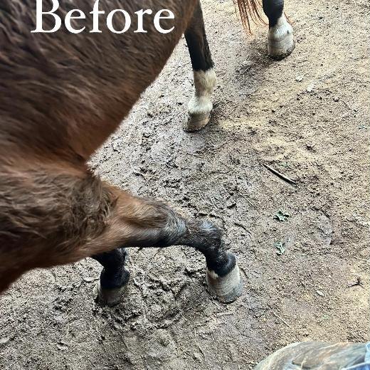 Horse standing with long, overgrown hooves before trimming