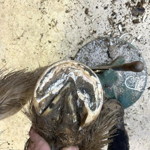 The same hoof cleaned, trimmed and balanced
