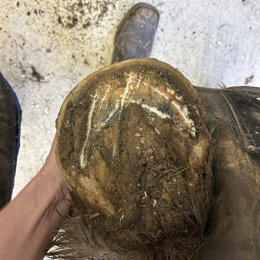 Hoof sole packed with debris and overgrown before trimming
