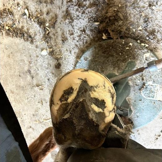 The same hoof trimmed clean
