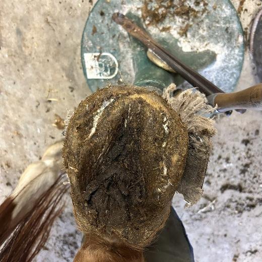 Caked, overgrown hoof sole before trimming