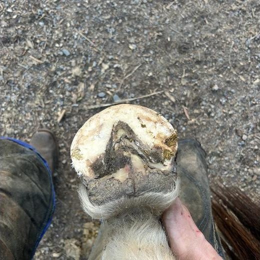 The same hoof after trimming, with a clean balanced sole