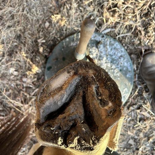 Dark, overgrown hoof with contracted heels before trimming