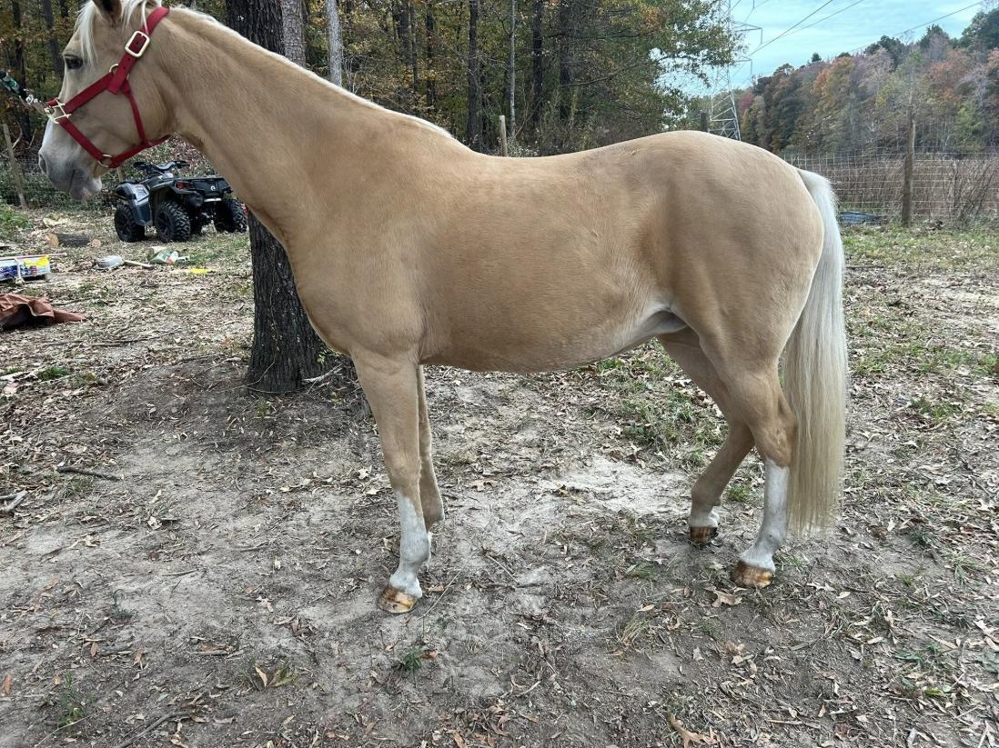 A palomino standing square in a field after a trim