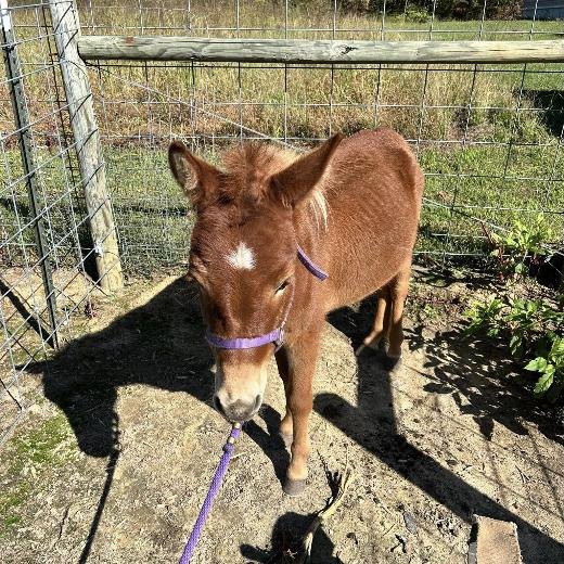 A young donkey waiting for a trim