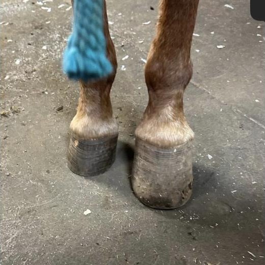Freshly trimmed front feet standing square